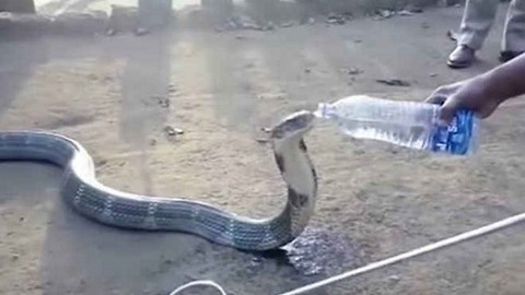 INCREÍBLE: Cobra acepta beber agua que le ofrece un cuidador forestal para ayudarla