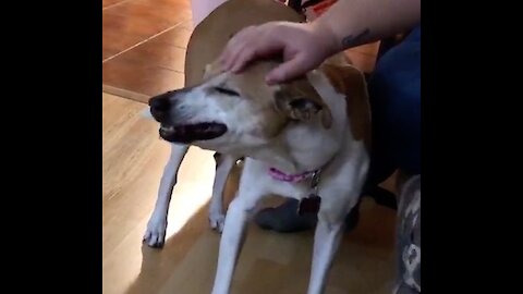 Weirdo dog always sneezes from a simple head scratch