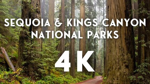 Sequoia National Park 4K | Sequoia 4K | Kings Canyon 4K | Moro Rock