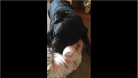 Gentle Rottweiler plays with happy baby