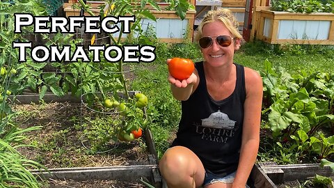 An Honest View of Growing Tomatoes