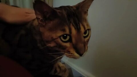 Well, this was unplanned #bengalcat #surprisesnuggles