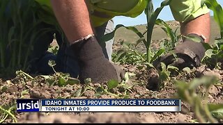 TEASE 1: Prison program provides produce to Idaho Foodbank