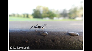 Activity of Ants