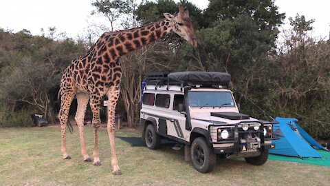 OMG!Big Giraffe Said hello Inside A Car