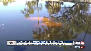 Manatees move up Imperial River Bonita Springs