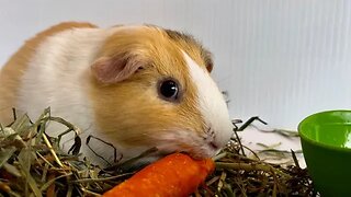 Guinea Pig Snack Time