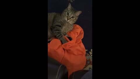 Funny Dexter the cat plays with laundry bag