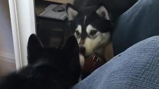 Confused Husky Tries To Chat With Mirror Reflection