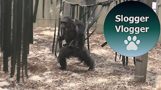 Noisy Hairless Chimp Enclosure