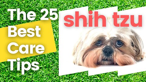 2023 25 CARING TIPS FOR YOUR SHIH TZU