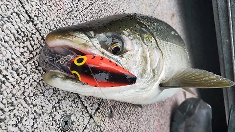 Wigglers and Killerfish for Salmon! | Experts from Brads Killers Fishing Gear