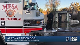 Gilbert's arson dog Zeta helping solve investigations