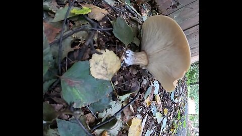 Flying Phallus Mushroom? Alaska Walk
