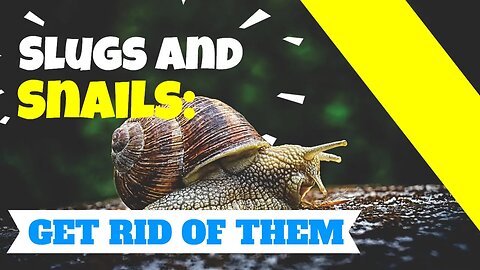 Slugs and Snails: How to Deter These Pests From Your Garden