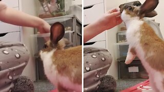 Adorable bunny loves doing tricks for tasty treats