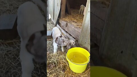 Boer Family Update #farmlife #nigeriandwarf #babygoats #homestead #goats #goatmilksoap #bordercollie