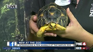 Naples Zoo introduces new animals - 7am live report