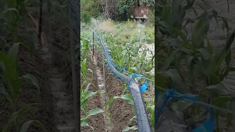 Irrigação suspensa, bora testar? #compostagem