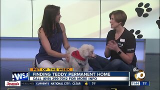 Pet of the Week: Teddy