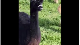 Spitting alpaca frightens innocent horse