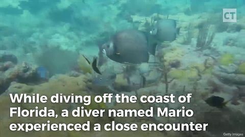 Diver Gets Too Close to an Octopus, Camera Catches Aftermath