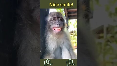 Nice smile! funny animal videos #shorts