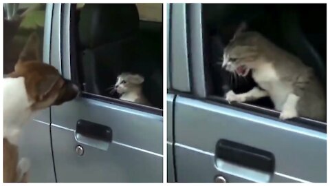 Cats in the car fighting with the dog 🐶 😂😂