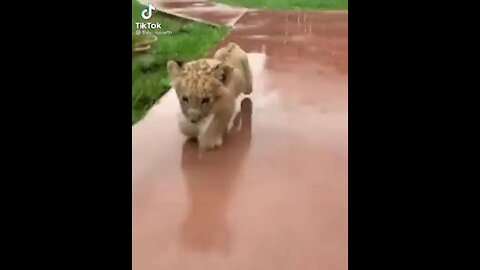 Lion cub plays in puddles