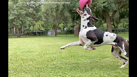 Acrobatic Great Dane Leaps And Bounds With His Jolly Ball