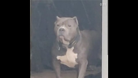 Big tough pit bull scared to go out in rain