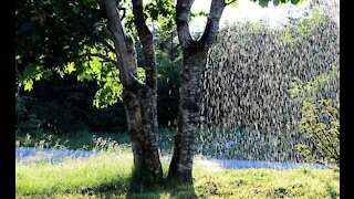 It Never Rains in Sunny Northern California