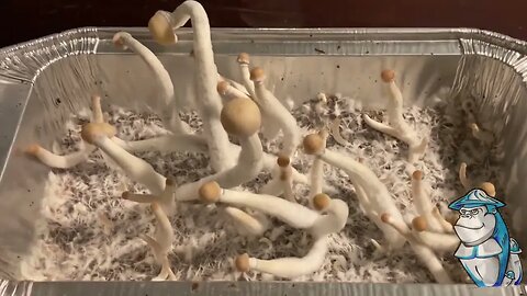 Growing in an aluminum tray🍄🤘🏽