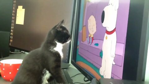 YOU wont believe THIS! Kitten reacts to Familyguy