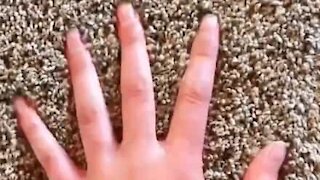 Jovem marca carpete com a sua mão!
