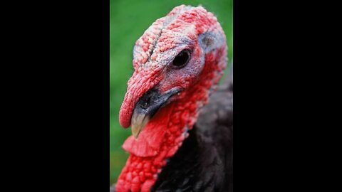 The bravest turkey in the world