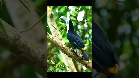 Tucano de Papo Branco - White Throated Toucan