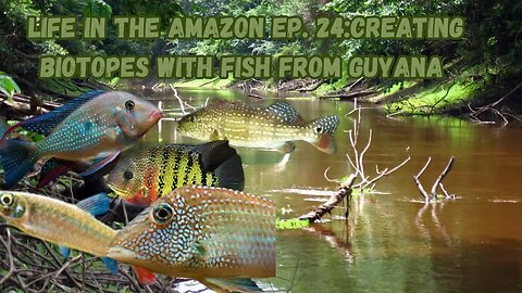 Life In The Amazon Ep. 24: Creating Biotope Aquariums W/ Fish From Guyana