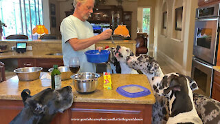 Five Polite Great Danes Enjoy A Round Of Pasta Treats