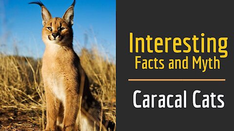 Interesting Facts & Myths about Caracal Cats