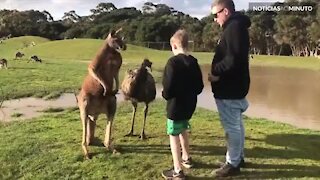 Canguru dá soco na cara de menino na Austrália