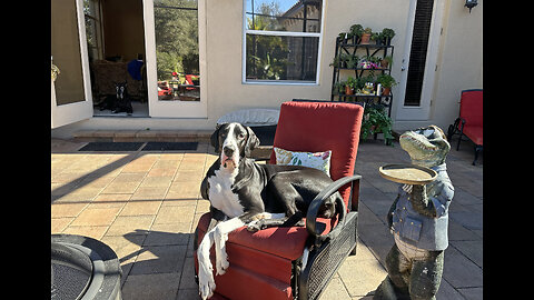 Great Danes Love Sitting Like The Peoples Do Enjoying The Florida Sunshine