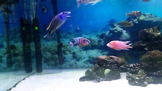 Two African Cichlids Battle