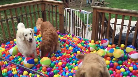 Golden Retrievers get surprise ball-pit birthday party