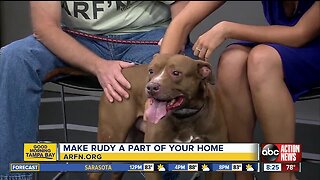 Rescues in Action May 12 | Rudy needs forever home