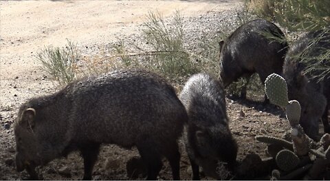 Javalina in Tucson Residents.