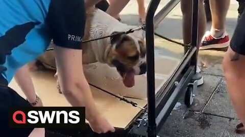 Over-heated dog lifted onto a Primark trolley and wheeled home during searing UK heat