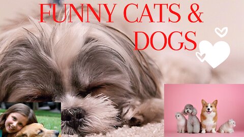 Funny Cats and dogs videos 2022 | Funny videos | cats and dogs funny | newtechy99