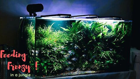 Feeding Frenzy in a Jungle: Unveiling the Secrets of My 50-Gallon Planted Tank 🌿🐠