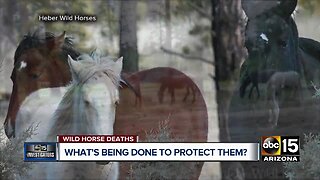 What's being done to protect wild horses in Heber?